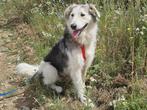 Csonti een prachtige, lieve en zachtaardige knul, Dieren en Toebehoren, Honden | Niet-rashonden, Particulier, Rabiës (hondsdolheid)