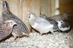 Kwartels voor bij de Kanaries.............., Dieren en Toebehoren, Vogels | Kanaries, Zangkanarie, Meerdere dieren