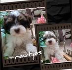 Nog 2 mooie havapoo pups kruizing toy poedel/havanezer, Dieren en Toebehoren, Honden | Chihuahua's en Gezelschapshonden, 8 tot 15 weken