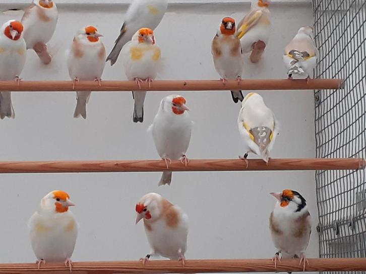 Mooie forse onverwante koppels majoor putters uit 2025/2024, Dieren en Toebehoren, Vogels | Overige Vogels, Wildzangvogel, Meerdere dieren