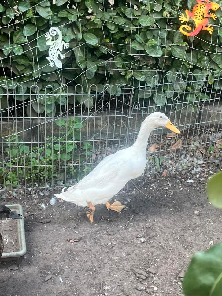3 Loopeend mannetje wit april 2025 geboren!, Dieren en Toebehoren, Pluimvee, Eend, Mannelijk