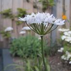 Chinese bieslook 5 stekjes - Allium tuberosum, Ophalen of Verzenden, Volle zon