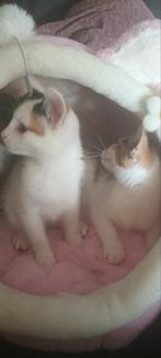 Kittens te koop