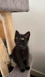 Zwart en zwart wit kitten zoeken een nieuw baasje., Meerdere dieren, Kortharig, 0 tot 2 jaar