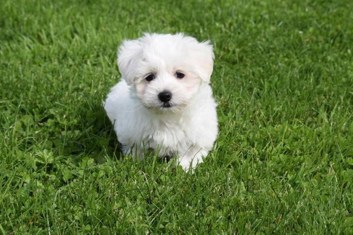 Maltezer pups, Dieren en Toebehoren, Honden | Chihuahua's en Gezelschapshonden, Meerdere dieren, Maltezer, Fokker | Professioneel