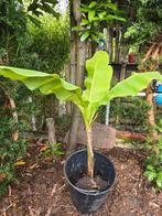 Bananen boom 50-70 cm, Tuin en Terras, Planten | Tuinplanten, Volle zon, Vaste plant, Zomer, Ophalen