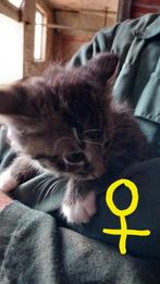 Boerderijkatjes, Meerdere dieren, Kortharig, 0 tot 2 jaar