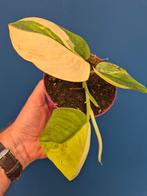 Scindapsus Jade Satin Aurea p12 (2), Huis en Inrichting, Kamerplanten, Ophalen of Verzenden, Halfschaduw, Minder dan 100 cm