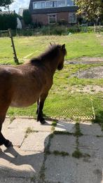 Verzoger gezocht voor lulu, Dieren en Toebehoren, Paarden en Pony's | Overige Paardenspullen, Ophalen of Verzenden