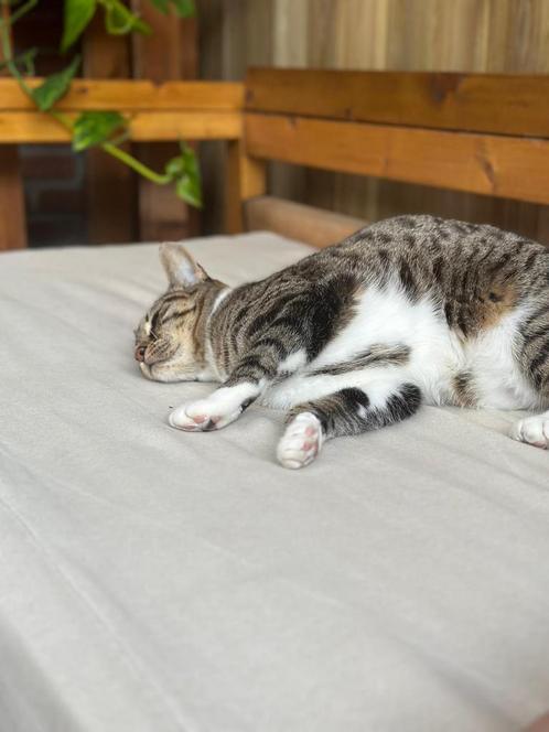 Roosje en Pikachu zoeken een nieuwe thuis, Dieren en Toebehoren, Katten en Kittens | Raskatten | Korthaar, Poes, 3 tot 5 jaar