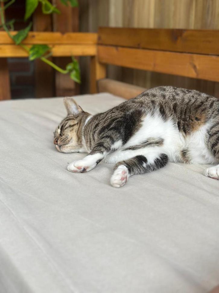 Roosje en Pikachu zoeken een nieuwe thuis, Dieren en Toebehoren, Katten en Kittens | Raskatten | Korthaar, Poes, 3 tot 5 jaar