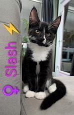 Kittens: Maine Coon/European Wildcat, Dieren en Toebehoren, Meerdere dieren, Gechipt