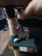 Lieve speelse jongen kittens te koop, Poes