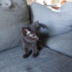 Lieve Britse Korthaar x Ragdoll kitten – speels & sociaal, Dieren en Toebehoren, Katten en Kittens | Raskatten | Langhaar, Meerdere dieren