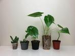 Set baby kamerplantjes, hoya, alocasia, epipremnum, Huis en Inrichting, Kamerplanten, Overige soorten, In pot, Minder dan 100 cm