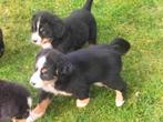 Raszuivere Berner sennen pups, CDV (hondenziekte), 8 tot 15 weken, Groot, Meerdere