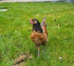 Vorwerk x Araucana haantje, Dieren en Toebehoren, Pluimvee, Mannelijk, Kip