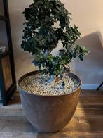 Ficus Bonsai, Huis en Inrichting, Kamerplanten, Ophalen, Ficus, 100 tot 150 cm, In pot