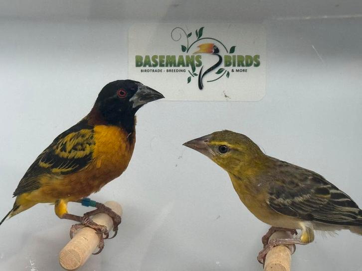 Grote textorwever - Ploceus cucullatus, Dieren en Toebehoren, Vogels | Overige Vogels, Tropenvogel, Meerdere dieren, Geringd