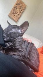 Devon Rex kitten, Kater