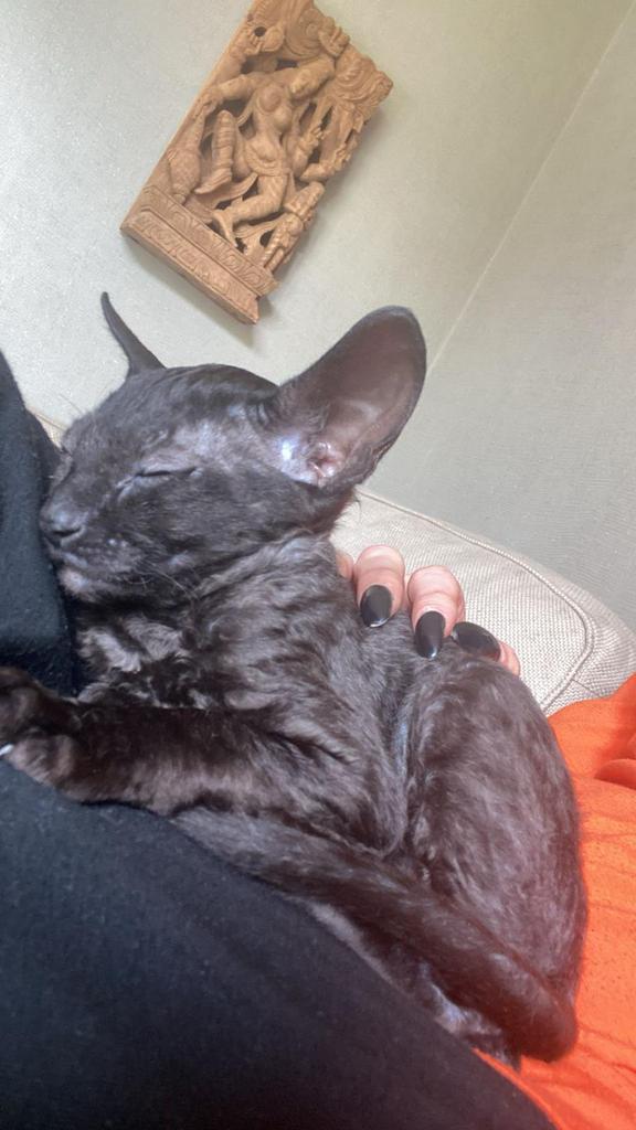 Devon Rex kitten, Dieren en Toebehoren, Katten en Kittens | Raskatten | Korthaar, Kater