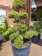 Ilex Crenata Bonsai Boom, Tuin en Terras, Planten | Bomen, Halfschaduw, Overige soorten, Lente, 100 tot 250 cm