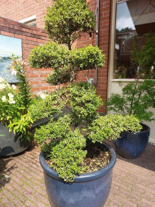 Ilex Crenata Bonsai Boom, Tuin en Terras, Planten | Bomen, Overige soorten, 100 tot 250 cm, Halfschaduw, Lente, In pot, Ophalen