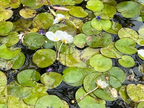 Kikkerbeet vijverplant, Tuin en Terras, Vijver-toebehoren, Nieuw, Ophalen