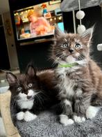2 prachtige maine coon kittens, Meerdere dieren