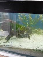 Algeneter voor kweek of hobby aquarium, Vis