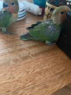 2 babays agapornis, Dieren en Toebehoren, Vogels | Parkieten en Papegaaien, Geslacht onbekend, Dwergpapegaai of Agapornis