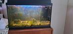 Aquarium + vissen gratis Hoek van Holland, Dieren en Toebehoren, Vissen | Aquaria en Toebehoren, Ophalen, Gebruikt, Gevuld zoetwateraquarium