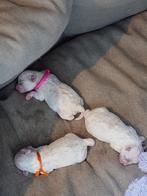 Bichon Frisé met stamboom, Dieren en Toebehoren, Honden | Chihuahua's en Gezelschapshonden, Fokker | Hobbymatig, Rabiës (hondsdolheid)