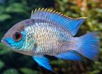 Electric blue acara's, Vis