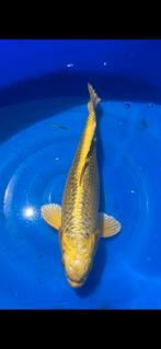 (21) Koi / Koi karper -  40 cm., Karper of Koi
