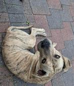 Pups Puppy's Mooie gezonde pups te koop  unieke combinatie, Groot, Meerdere, Meerdere dieren, Nederland