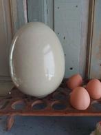 Super groot ei aardewerk, etalage, keuken , eimutsjes,asperg, Ophalen of Verzenden