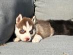 Prachtige Pomsky pups mogen nestje verlaten, CDV (hondenziekte), 8 tot 15 weken, Poolhond, Meerdere
