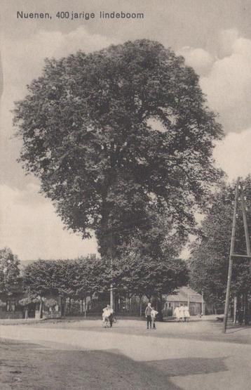 NUENEN - jaren 20 - Lindeboom beschikbaar voor biedingen
