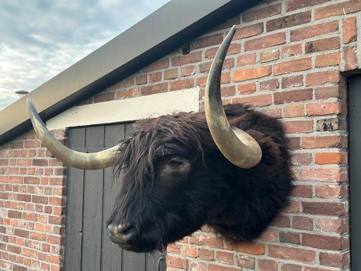 Opgezette kop schotse hooglander taxidermie, Verzamelen, Dierenverzamelingen, Zo goed als nieuw, Opgezet dier, Ophalen