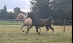 2 jarige Welsh B hengst, Dieren en Toebehoren, Pony's, Hengst, Recreatiepony, 0 tot 2 jaar