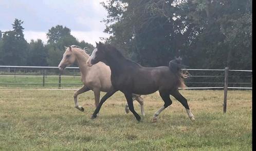 2 jarige Welsh B hengst, Dieren en Toebehoren, Pony's, Hengst, Recreatiepony, 0 tot 2 jaar