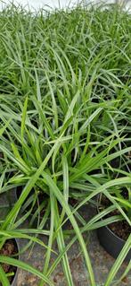 Carex irish green pot 17cm, Tuin en Terras, Planten | Tuinplanten, Ophalen, Zomer, Siergrassen, Halfschaduw
