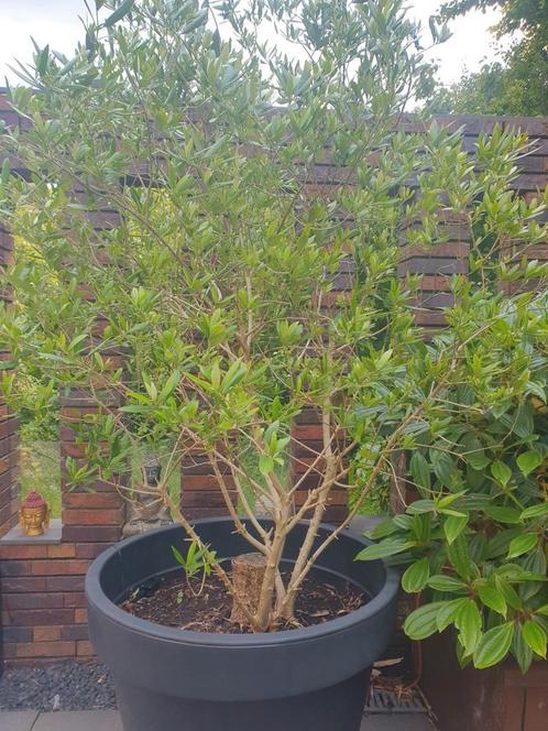 Prachtige volle olijfboomboom -, Tuin en Terras, Planten | Bomen, Overige soorten, 100 tot 250 cm, Volle zon, Zomer, Ophalen