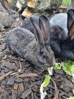 Duitse reus voedster, Dieren en Toebehoren, Konijnen