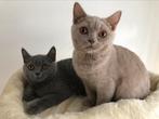 Britse Brits korthaar kittens, Dieren en Toebehoren, Katten en Kittens | Raskatten | Korthaar, Kater, Ontwormd, 0 tot 2 jaar