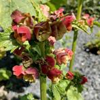 Zaden knopig helmkruid - Scrophularia nodosa, Verzenden, Gehele jaar, Volle zon, Zaad