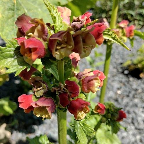 Zaden knopig helmkruid - Scrophularia nodosa, Tuin en Terras, Bloembollen en Zaden, Zaad, Gehele jaar, Volle zon, Verzenden