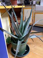 Aloe Vera plant, Huis en Inrichting, Kamerplanten, Minder dan 100 cm, Halfschaduw, Ophalen, Vetplant