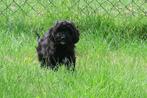 Lieve Speelse Cockapoo puber pup teefje, Dieren en Toebehoren, Poedel, Nederland, CDV (hondenziekte), 8 tot 15 weken